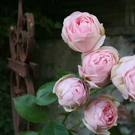 Feriehus Oekologische